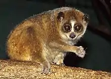 Brown loris