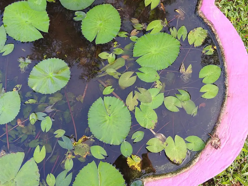 Adaxial leaf surface of Nymphaea pubescens