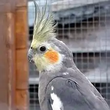 Cockatiel