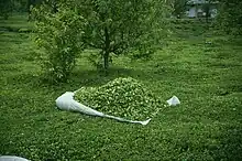 Large heap of green leaves on a white plastic sheet amongst low green plants in front of a couple of small trees