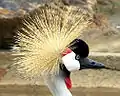 African crowned crane