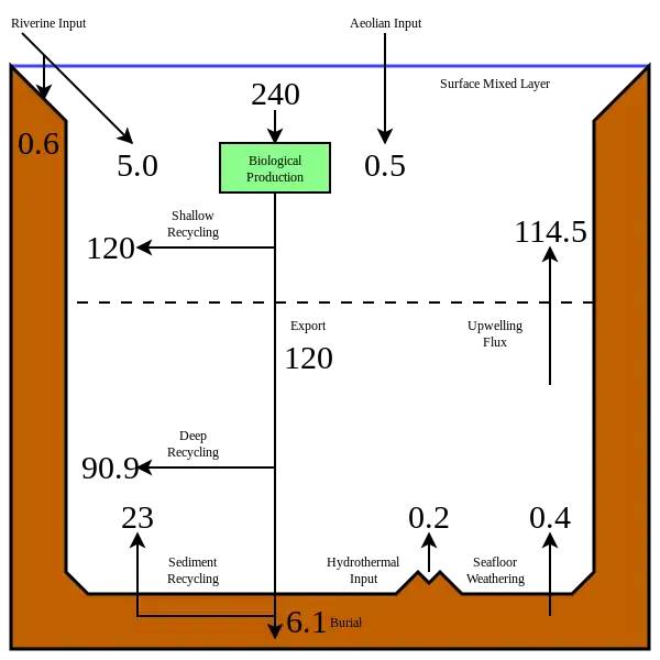 The modern oceanic silicon cycle         Fluxes are in Tmol Si y−1 (1 Tmol = 28 million metric tons of silicon)