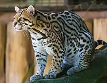 Streaked ocelot in a zoo