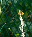 Large skipper, Ochlodes venatus, in ramp meadow