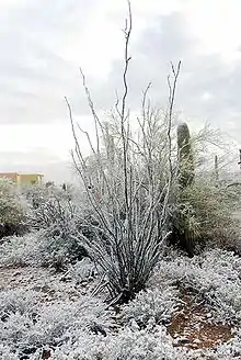 Ocotillo covered with rare snow in Tucson, Arizona