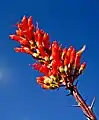 An ocotillo flower with visible needles