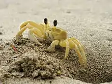 Atlantic ghost crab (Ocypode quadrata)