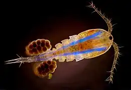 Many copepods and other small Crustacea have their eyes combined into a single cycloptic compound eye in the middle of the head, visible here as the dark spot between the bases of the antennae