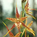 Odontoglossum cordatum (Rhynchostele cordata)