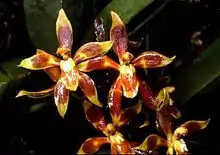 Oncidium cruentoides