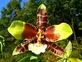 Odontoglossum grande (Rossioglossum grande)