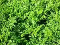 Hemlock water dropwort (Oenanthe crocata) in spring