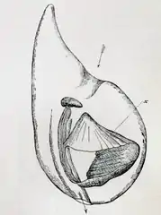 Oikopleura cophocerca in its "house". Arrows indicate water movement and (x) the lateral reticulated parts of the house.