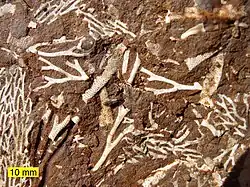 A photograph of northern Estonian kukersite. The rock is chocolate brown and the apparently abstract white branching figures are fossils.