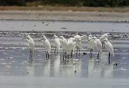 Chinese egrets  Egretta eulophotes