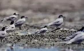 Little terns  Sternula albifrons