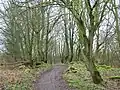 The old Toll road running passed the Higgin's House ruins