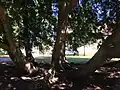 large old trees in Wardown Park, Luton