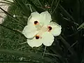 Dietes bicolor