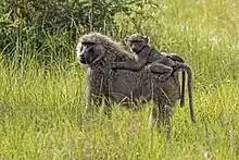 Mother ape carrying her child