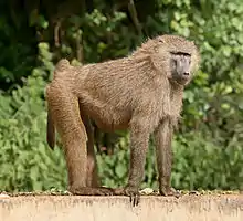 Brown monkey