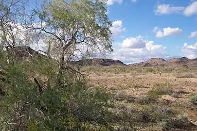 Tree in Sonoran Desert