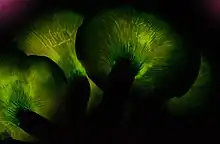 Bioluminescent gills