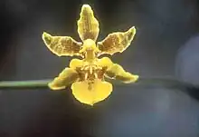 Oncidium ensatum