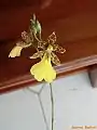 Oncidium graminifolium