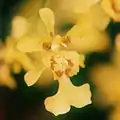 Oncidium klotzschianum