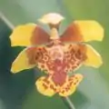 Oncidium divaricatum