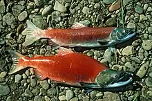 Pacific sockeye salmon