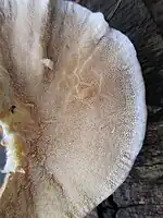 bottom side polypore with pores/tubes clearly visible