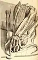 Anatomical drawing from Anatomia Humani Corporis, 1685