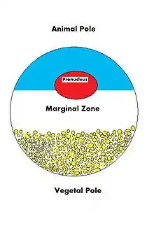 diagram of an oocyte with its vegetal and animal hemispheres identified