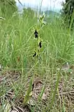 Habit of an individual of Ophrys insectifera at the Altendorfer Berg in Niedersachsen, Germany