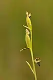 Infructescence