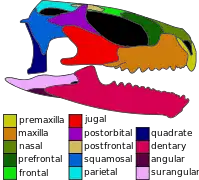 Skull of the basal eusphenodontian Opisthiamimus