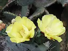 O. robusta flowers