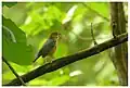 Orange-headed Thrush (Geokichla citrina cyanota) at Bhadra Wildlife Sanctuary, India