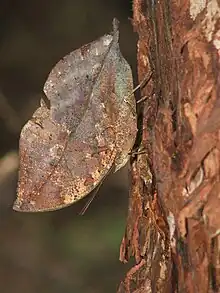 Wet-season, female, underside