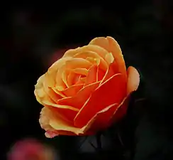 An orange rose