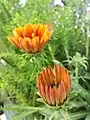 Orange gazania in Palestine