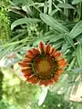 Orange gazania in Palestine