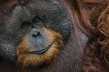 male orangutan face