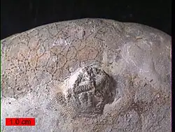 Upper Ordovician edrioasteroid Cystaster stellatus on a cobble from the Kope Formation in northern Kentucky with the cyclostome bryozoan Corynotrypa in the background