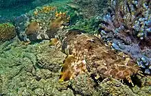 Ornate wobbegong among rocks on the sea floor