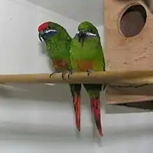 Two green parrots with red tails and belly patches, deep purple faces with a white stripe, one with a red crown