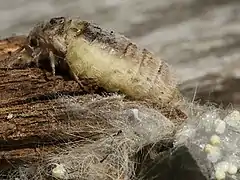 Wingless female with eggs