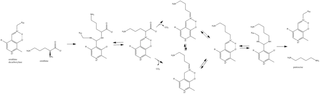 Reaction of ODC with ornithine